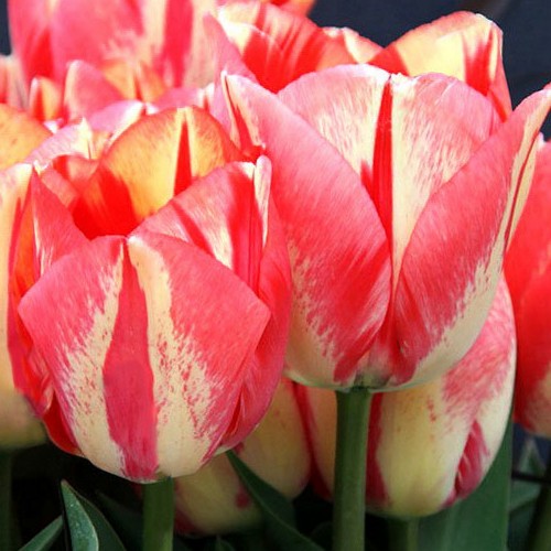 Tulipa 'Spryng Break' - Tulp 'Spryng Break'